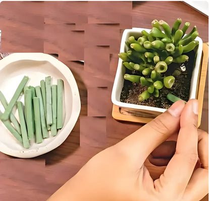 Plant Grow Fertilizer Sticks for Plants and plant growth